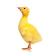 Domestic gosling