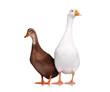 Duck and goose