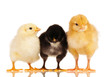 Foto: Little chickens Little chickens