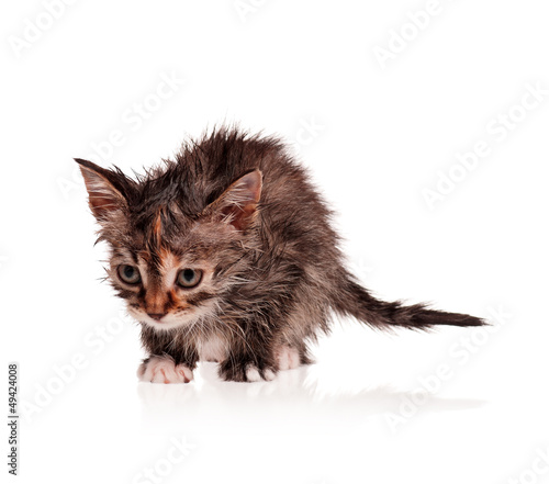 Photo: Wet kitten Wet kitten