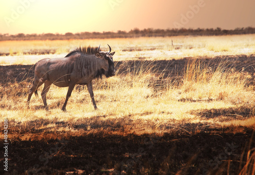 Photo: Antelope Gnu Antelope Gnu