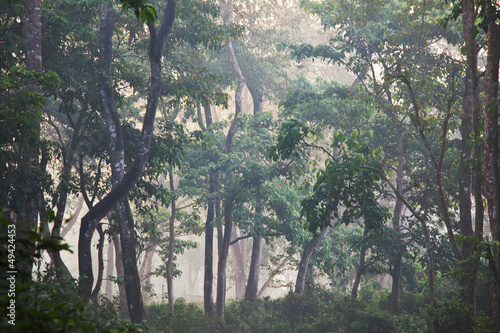 Photo: Jungle Jungle