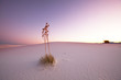 White desert