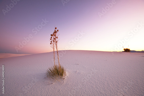 Photo: White desert White desert