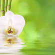 Foto: flor y bambú, spa flor y bambú, spa