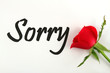 Sorry with red rose