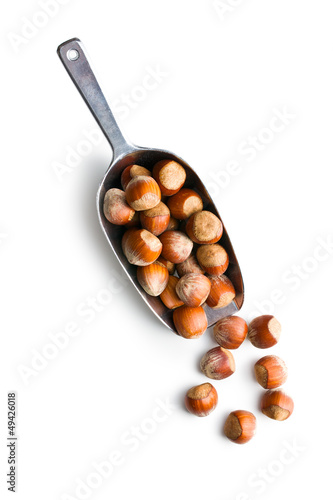 Photo: hazelnuts in metal scoop hazelnuts in metal scoop