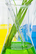 Green plants in laboratory equipment