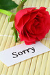 Sorry note with red rose