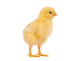 Soft easter chick