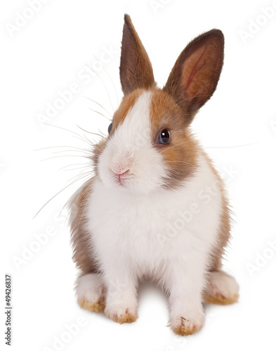 Photo: White and brown rabbit White and brown rabbit
