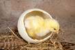 Large ostrich egg with chick