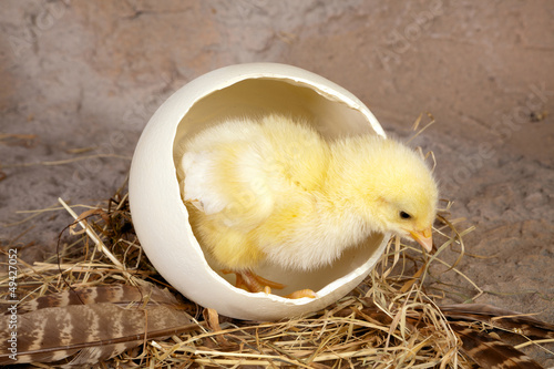 Photo: Large ostrich egg with chick Large ostrich egg with chick