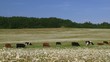 Cows grassing in a field