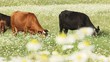 Herd of cattle grassing in a field of daisies