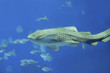 Foto: Zebra shark Zebra shark