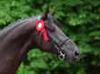 Prize-winning horse at a show