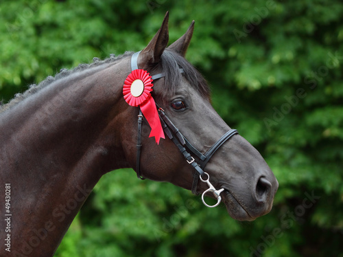 Photo: Prize-winning horse at a show Prize-winning horse at a show
