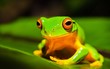 A macro shot of a beautiful Australian Orange thighed Tree frog