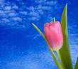 Photo: Single tulip on blue sky background Single tulip on blue sky background