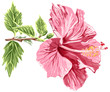 Vector: Hibiscus flower - vector / eps10 Hibiscus flower - vector / eps10