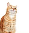 Cat portrait.