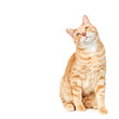 Cat portrait.