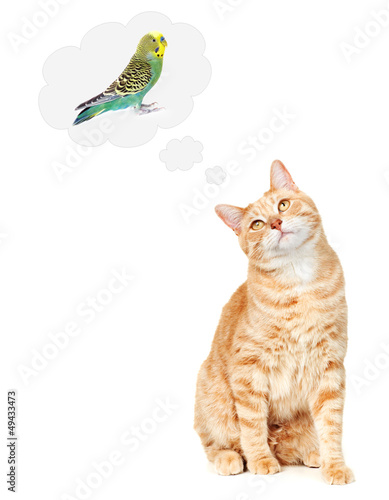 Photo: Cat thinking about bird. Cat thinking about bird.