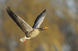 Greylag Goose in flight