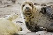 Gray seal mother and child