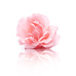 Rosa Rosenblüte
