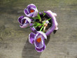 krokus