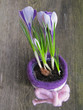 krokus