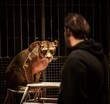 Tamer and lioness on circus arena