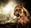 Roaring lioness against stormy sky