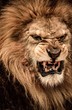 Close-up Shot Of Roaring Lion