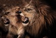 Close-up shot of roaring lion and lioness