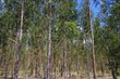 Foto: Eukalyptus - eucalyptus 22 Eukalyptus - eucalyptus 22