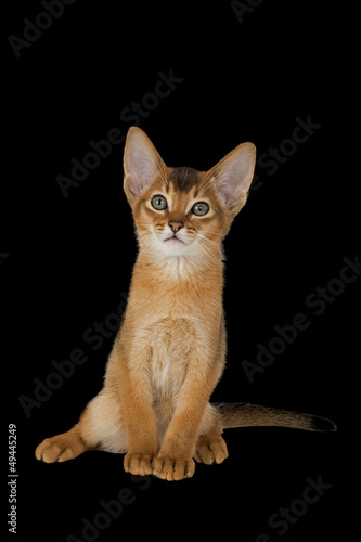 Photo: Katzen-Abessinier-0604 Katzen-Abessinier-0604