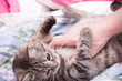 Human hand pets a Scottish-straight gray beautiful cat