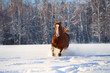 Red horse runs gallop in winter