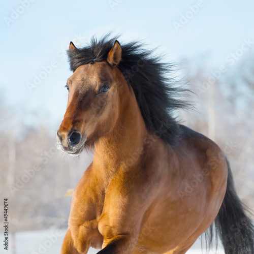 Photo: Red horse runs gallop in winter Red horse runs gallop in winter