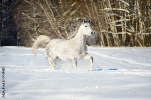 Photo: White Andalusian horse runs in winter time White Andalusian horse runs in winter time