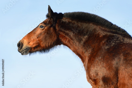 Photo: Bay horse portrait on the sky background Bay horse portrait on the sky background