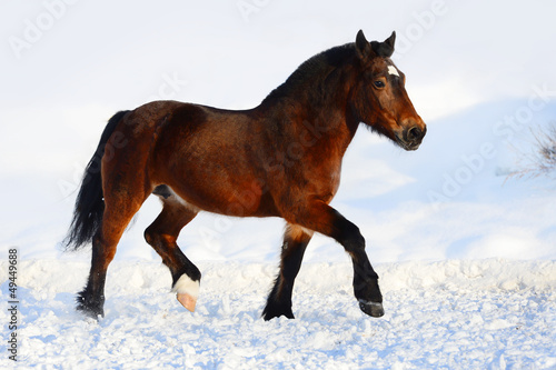 Photo: Bay draft horse portrait in motion in winter Bay draft horse portrait in motion in winter