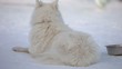 Husky mit weissen Fell