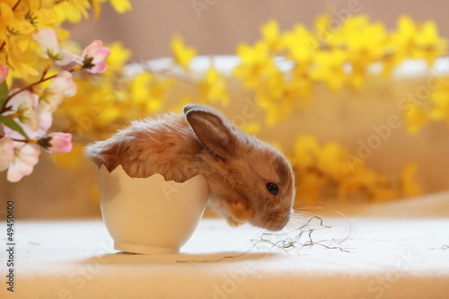 Photo: Kaninchen schlüpft aus Ei Kaninchen schlüpft aus Ei