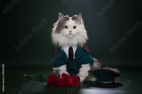Photo: Cat dressed as General Cat dressed as General