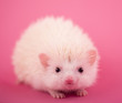 hedgehog