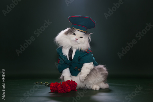 Photo: Cat dressed as General Cat dressed as General